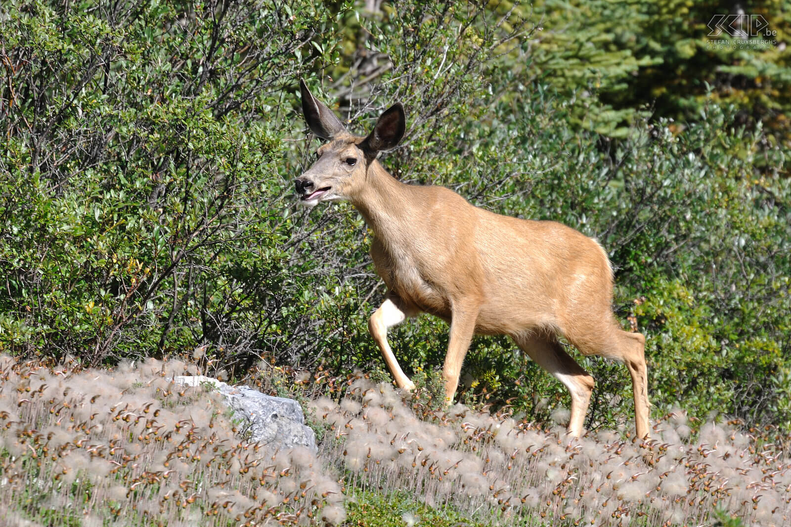 Jasper NP - Mule deer A female mule deer or Columbian black-tailed deer (Odocoileus hemionus columbianus) Stefan Cruysberghs